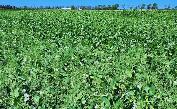 Argentina - Planificar la fertilización, clave para mantener la productividad - Image 2