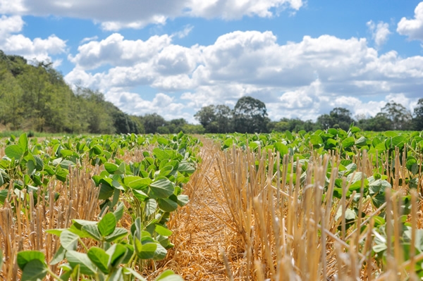 Argentina - Producción responsable: Nuevas exigencias y cadenas bajas en carbono - Image 1
