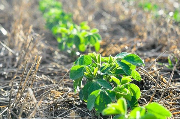 Argentina - Producción responsable: Nuevas exigencias y cadenas bajas en carbono - Image 2
