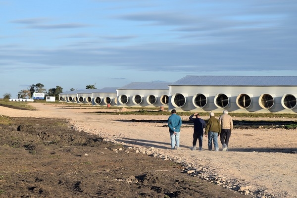 Argentina - Las Camelias avanza en la construcción de una granja avícola para 522.000 aves - Image 1