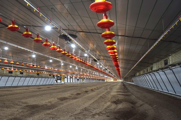 Argentina - Las Camelias avanza en la construcción de una granja avícola para 522.000 aves - Image 3