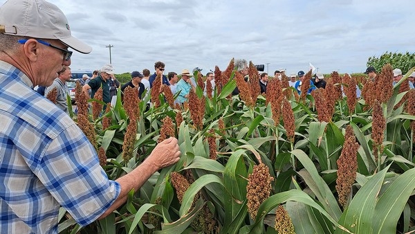 Argentina - El sorgo, una solución en zona endémica de chicharrita - Image 1