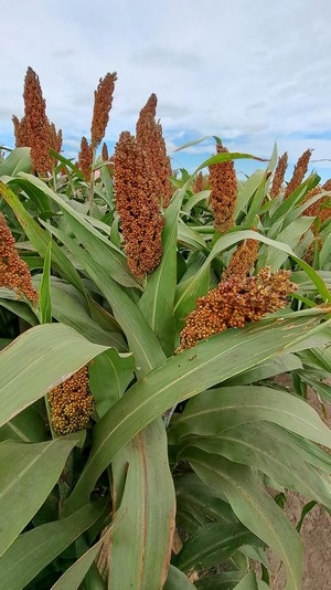 Argentina - El sorgo, una solución en zona endémica de chicharrita - Image 2