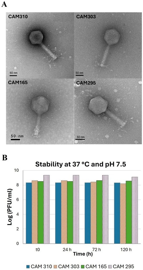 España - Campylobacter en producción avícola: Avances en herramientas biológicas - Image 1