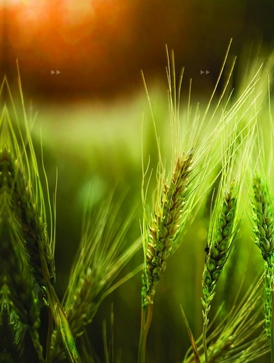 Argentina - FERTILIZAR AC estará presente en AAPRESID 2026 - Image 1