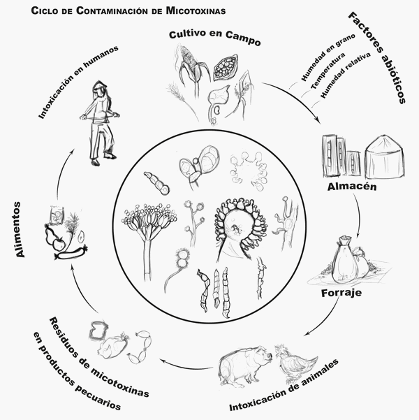 México - Guía práctica sobre micoxotinas: Proyecto PAPIME PE206620 - Image 2