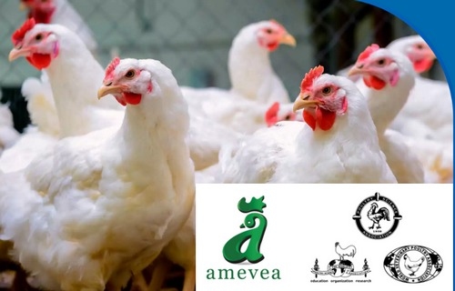Colombia - Manejo de Reproductoras, Curso Virtual de AMEVEA - Image 1