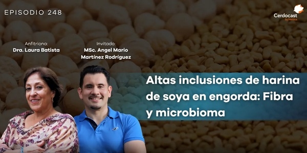 Campus Porcino CerdoCast #248 . harina de soya en cerdos de engorda: Fibra y microbioma - Image 1
