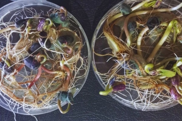 Argentina - Desarrollan un bioinsumo para controlar hongos y estimular cultivos - Image 2