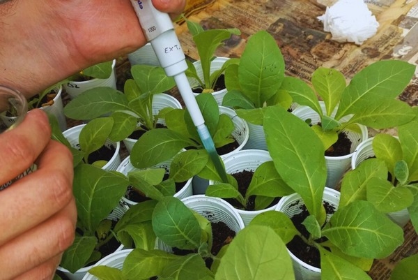 Argentina - Desarrollan un bioinsumo para controlar hongos y estimular cultivos - Image 1