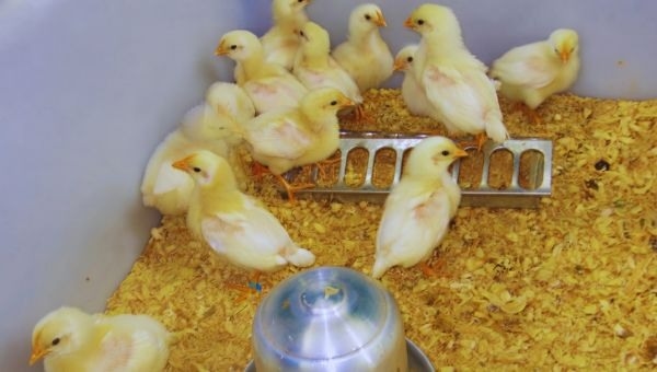 Argentina - Desarrollan vacuna contra bronquitis infecciosa aviar - Image 2