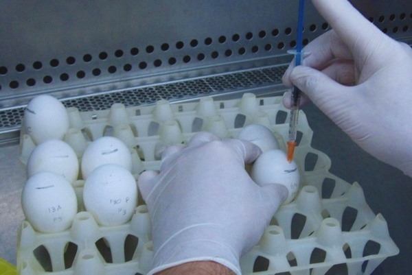 Argentina - Desarrollan vacuna contra bronquitis infecciosa aviar - Image 1