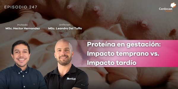 CerdoCast #247: Proteína en gestación: Impacto temprano vs. Impacto tardío - Image 1