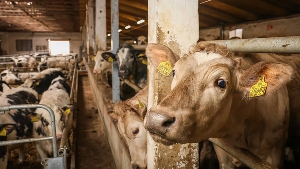 EE.UU. - Descubren que la gripe aviar H5N1 atacó las ubres de vacas lecheras - Image 1