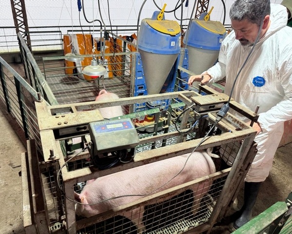 Argentina - Carne porcina, entre las proteínas de mayor crecimiento - Image 2