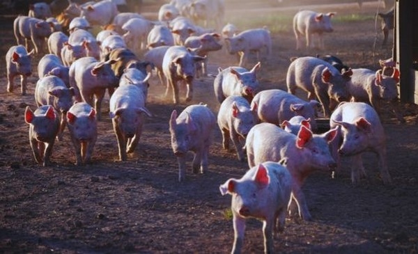 Argentina - Carne porcina, entre las proteínas de mayor crecimiento - Image 1