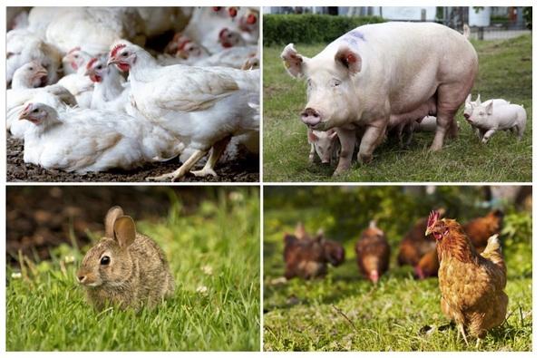 Impacto del bienestar animal en la productividad, la ingesta de alimento y la nutrición de monogástricos - Image 1