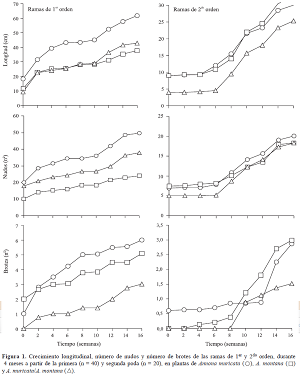 Crecimiento y topología de la ramificación de la guanábana y el manirote - Image 1