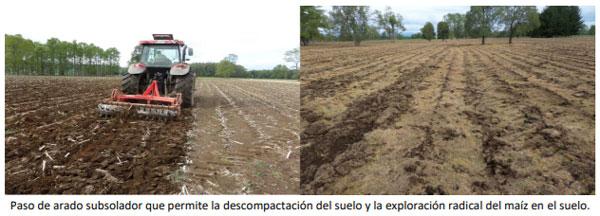 Manual del cultivo de maíz para ensilaje - Cultivo de maíz: Cuarto Capítulo - Image 6