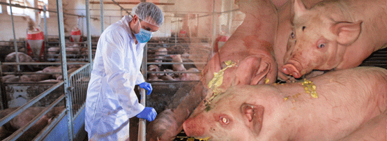Gastroenteritis Transmisible del Cerdo (GET)