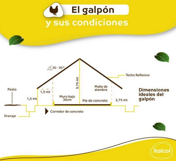 La construcción del galpón dependerá del clima - Image 1