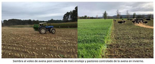 Manual del cultivo de maíz para ensilaje - Cultivo de maíz: Cuarto Capítulo - Image 1