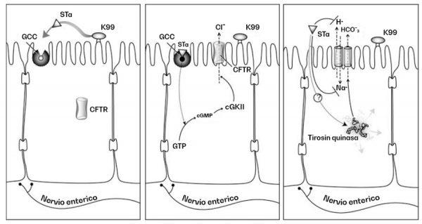 Diarrea Neonatal Del Ternero: Tratamiento Y Control (Parte 1) - Image 1