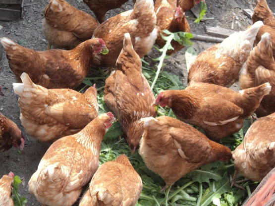 En aves de corral, las serovariedades de importancia son: S. typhimurium (40%) S. enteritidis (6%), S. pullorum (4%), y S. gallinarum (3%) y se relacionan a problemas sistémicos.