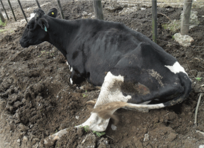 Se debe atender a los animales enfermos y brindarles un lazareto higiénico y adecuado; este no es el caso.