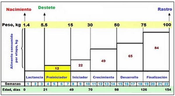 La Importancia del Consumo de Alimento en la Etapa de Recría - Image 1