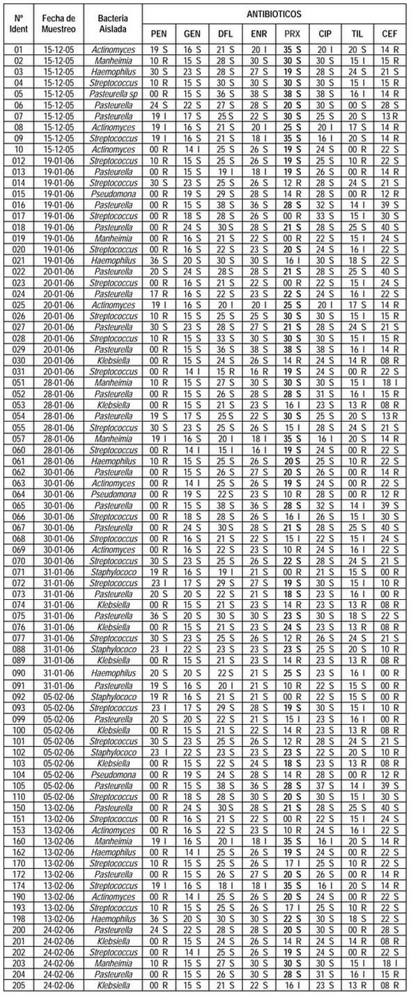 Evaluación de la Efectividad in vitro del Proxifen® 23 L.A (Oxitetraciclina con Ketoprofeno) contra agentes bacterianos causantes de la Enfermedad Respiratoria en Bovinos - Image 2