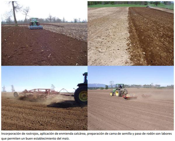 Manual del cultivo de maíz para ensilaje - Cultivo de maíz: Cuarto Capítulo - Image 7