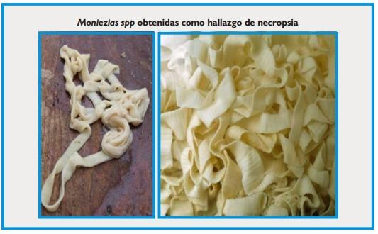 Cestodosis de los ovinos y bovinos - Image 1