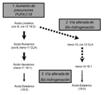 Figura 2. Esquema que muestra la bio-hidrogenación normal del ácido linoleico (izquierda) y una bio-hidrogenación anormal (derecha) conducente a la síntesis de intermediarios como trans-10, cis-12 CLA. (Lock y col 2008).