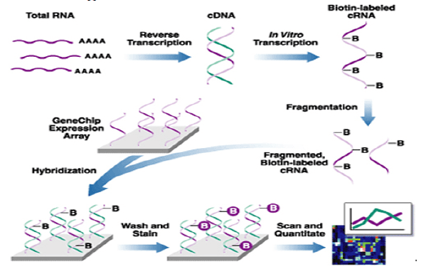 Identificación de biomarcadores de resistencia natural a Mycobacterium bovis en el ganado bovino - Image 19
