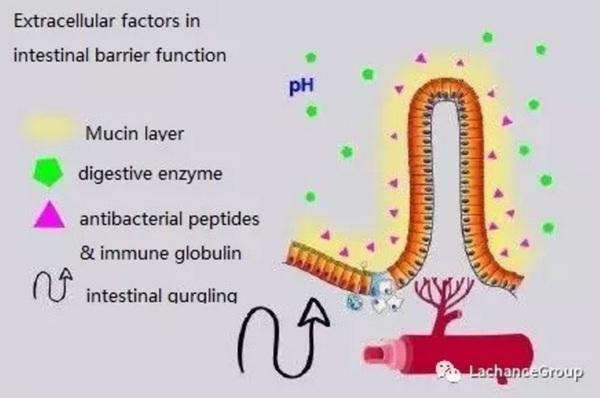 La verdad sobre la función de barrera intestinal en animales de granja - Image 2