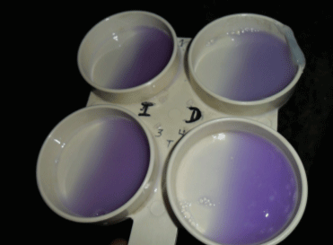 Prueba CMT: mastitis subclínica (D).