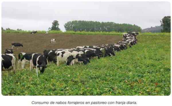 FORRAJERAS - Forrajes suplementarios - Image 50