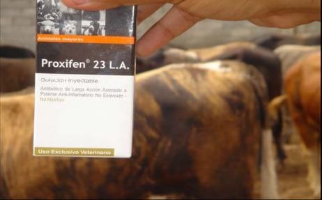 Evaluación de la Efectividad in vitro del Proxifen® 23 L.A (Oxitetraciclina con Ketoprofeno) contra agentes bacterianos causantes de la Enfermedad Respiratoria en Bovinos - Image 1