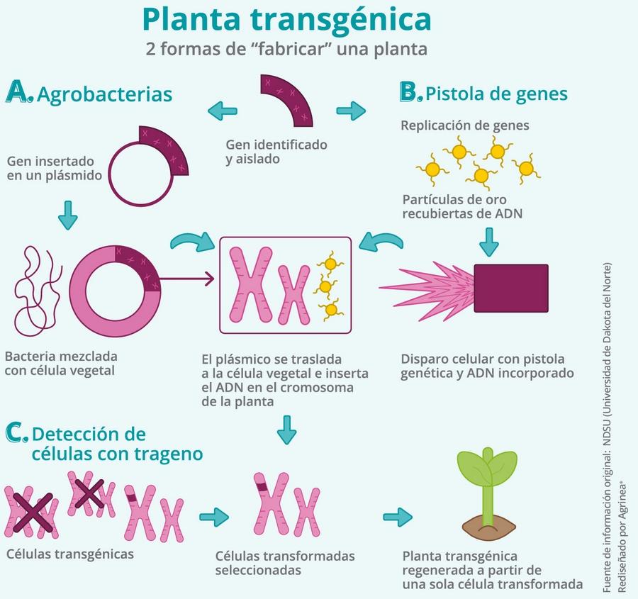 GMO – OGM, Parte 1: ¿De qué estamos hablando? - Image 1