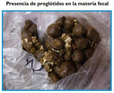 Cestodosis de los ovinos y bovinos - Image 6