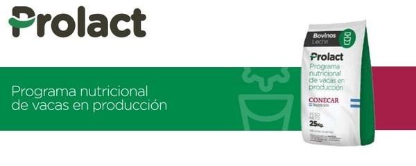 Cómo proteger la productividad ante el estrés calórico en vacas lecheras - Image 5