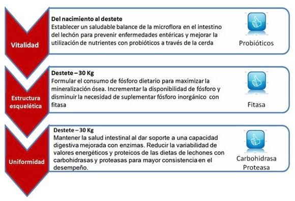 Nutrición para vitalidad y uniformidad en los lechones - Image 1