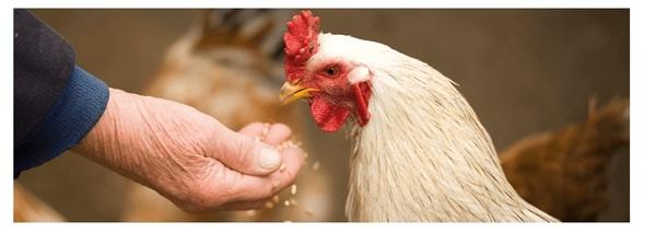 Cómo evaluar ingredientes: el efecto del contenido de grasa dietaria en las aves de corral - Image 1