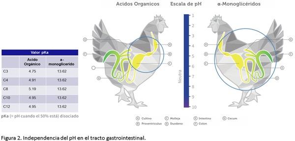 ¿Por qué es importante la salud intestinal en los animales? - Image 4