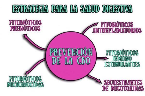 ¿Problemas de cojeras? Sus aves podrían sufrir el “síndrome del intestino permeable» - Image 6