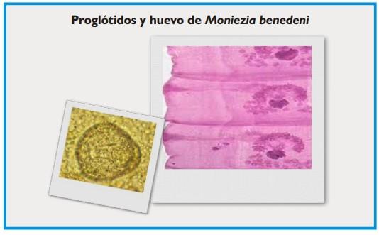 Cestodosis de los ovinos y bovinos - Image 3