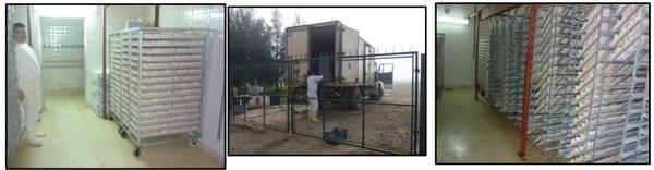 Puntos críticos a auditar en una planta de incubación para maximizar los nacimientos y la calidad de los pollitos - Image 2