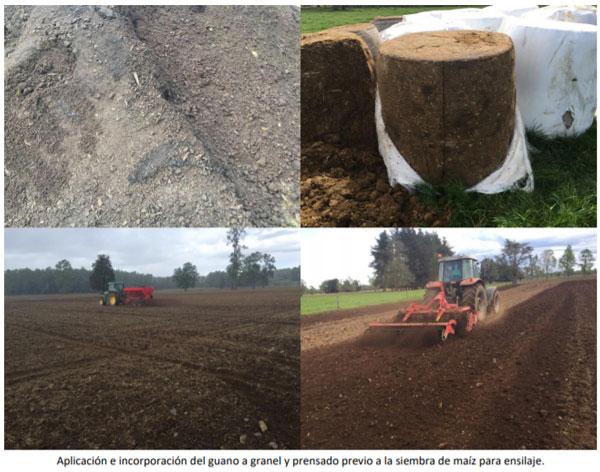 Manual del cultivo de maíz para ensilaje - Cultivo de maíz: Cuarto Capítulo - Image 14