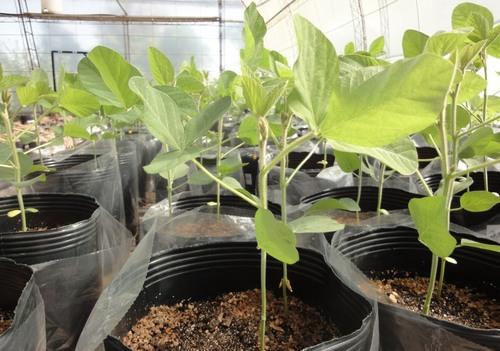 Argentina - Evalúan nueva tecnología de biofertilización - Image 2